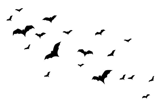 Flock of bats flying, black silhouettes on white background, spooky