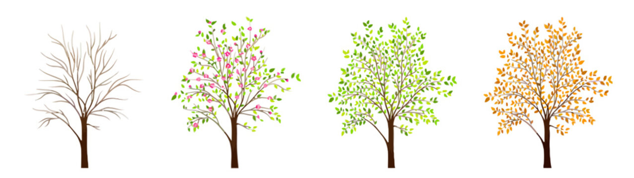 Four seasons tree collection showing cyclical changes in isolated style