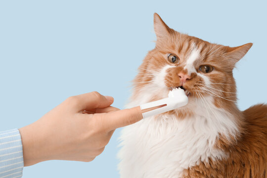 Owner brushing cute cat's teeth on blue background