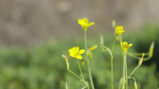 Close-up of Yellow Woodsorrel Flowers Swaying in the Spring Breeze
