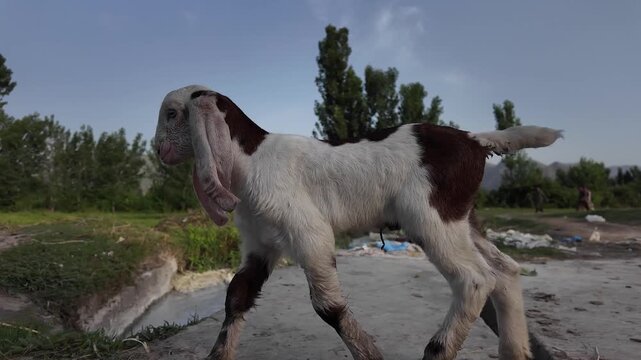Goats with distinctive floppy ears, common in South Asian livestock markets.