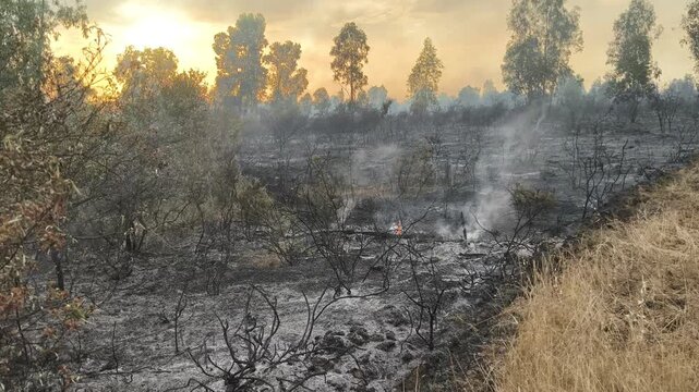 Extinci&oacute;n de incendio forestal al atardecer