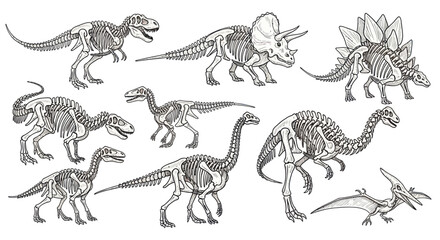 Set of Dinosaur Skeletons: T-Rex, Triceratops, Stegosaurus, Pterodactyl, Raptor © supri