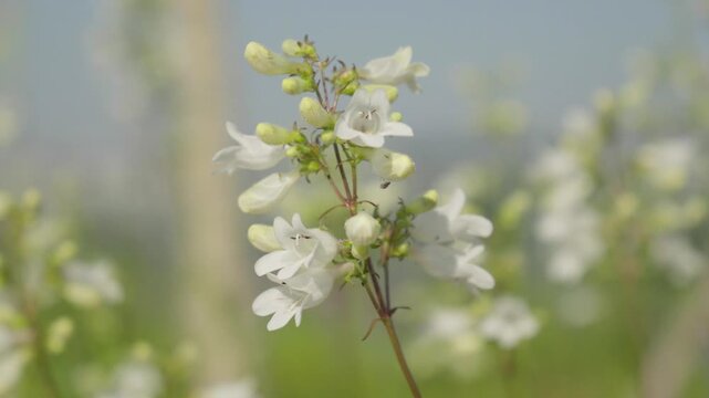 Close-up of White Penstemon Flowers Swaying in the Gentle Breeze