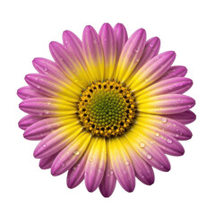 Fototapeta premium Vibrant pink and yellow African daisy flower, fresh osteospermum blossom with water droplets, colorful spring floral element for graphic design isolated on Transparent Background
