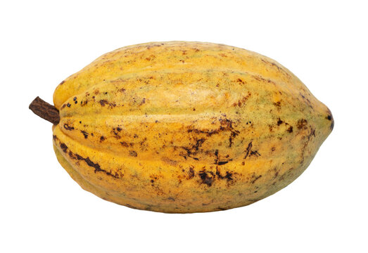 Ripe yellow cacao pod isolated on transparent background with natural texture and tropical fruit detail