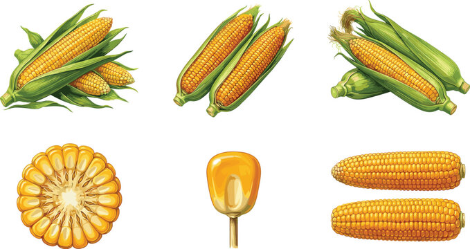 Sweet corn vector illustration set with fresh cobs in husks, sliced cross section, and single kernel isolated on white background