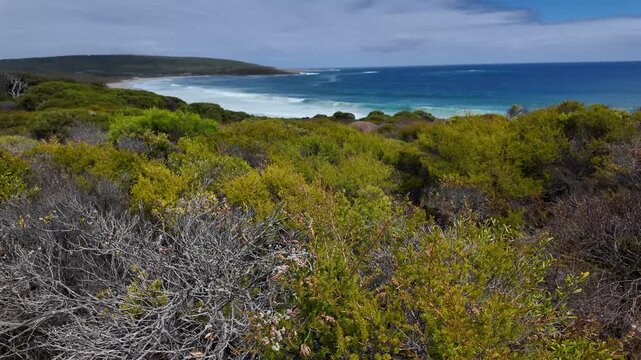 Cinematic handheld shot moving upwards from native coastal bushland to reveal the beautiful white sand and blue ocean waves at Smiths Beach in Yallingup, Western Australia.