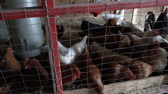 A large group of brown, white, and black chickens huddles together inside a coop behind a wire mesh fence with a red metal frame and a silver feeder