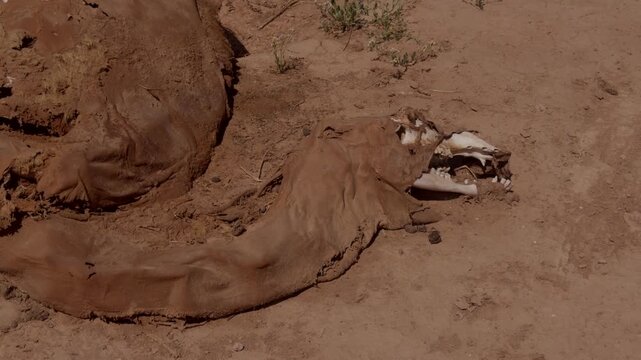 Dried camel neck and exposed skull with teeth lying on bare cracked desert soil in Morocco