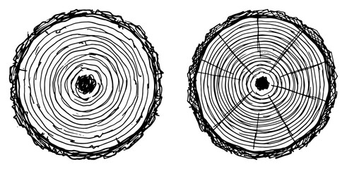 Tree trunk cross sections showing growth rings in hand drawn sketch style © Amelia