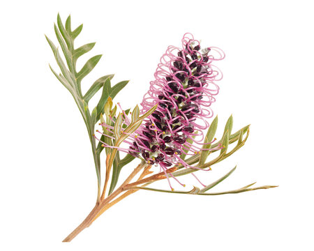 Pink grevillea flower branch with slender green leaves isolated on transparent background. Botanical close-up with clipping path.