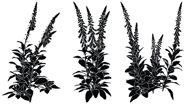 Collection of black silhouettes of common foxglove plants isolated on transparent background.
