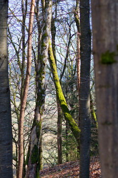 Detailreiche Aufnahme: Waldlandschaft