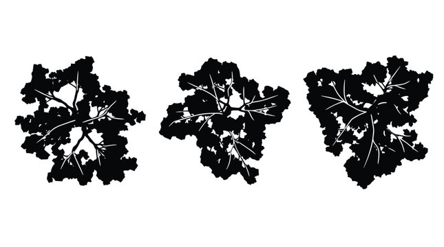 Cabbage plant top view silhouette set with textured leaves on transparent background for gardening resources.
