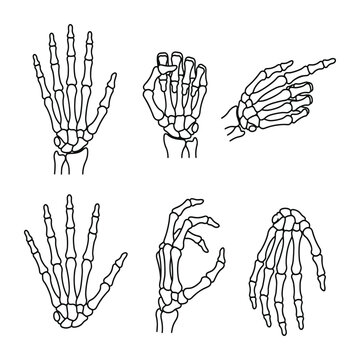 Skeleton hand bones outline set gesture poses pointing gripping open palm anatomy finger wrist medical illustration vector pack.