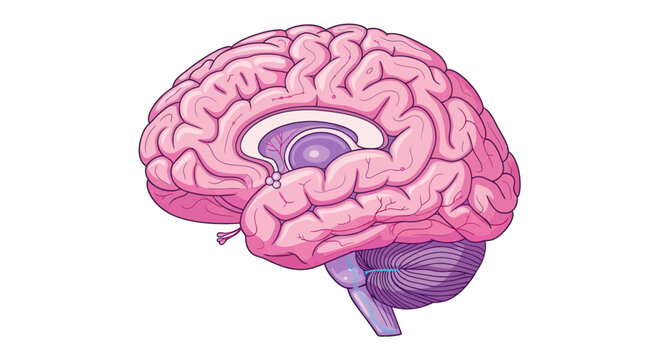 Human Brain Anatomy Cross Section Illustration - Pink and Purple