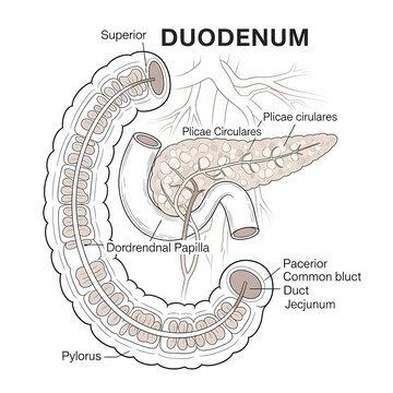 Anatomical Diagram of the Duodenum and Related Structures.