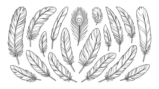 Collection of hand drawn bird feathers line art illustration set