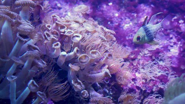 Exotic fish swimming near coral polyps colony in aquarium