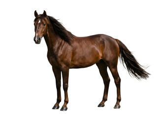 Obraz premium Elegant brown horse on white background, majestic animal with flowing mane and tail for equestrian design projects
