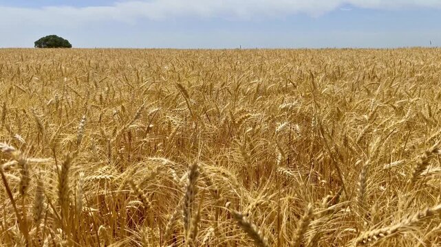 Trigoen cosecha para cereal y harina ecol&oacute;gico 