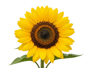 Fototapeta premium Sunflower with detailed petals and dark center on transparent background