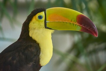 Fototapeta premium Chestnut-mandibled toucan showing its colorful beak and feathers