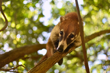 Fototapeta premium Coati balanced between the branches #4