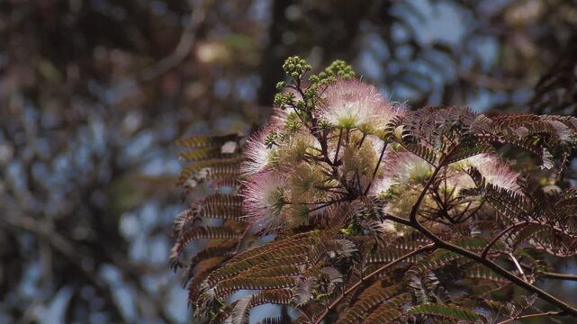 Chocolate Mimosa Tree Blooming in Spring