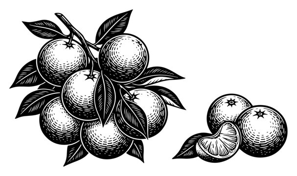 Fresh oranges on a branch with green leaves in vintage woodcut engraving style