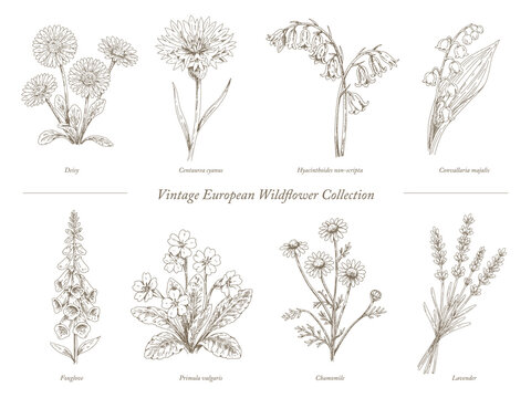 Vintage European Wildflower Collection