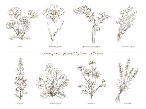 Vintage European Wildflower Collection