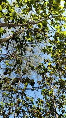 Fototapeta premium Green Tropical Forest Leaves and Branches Under Bright Sky