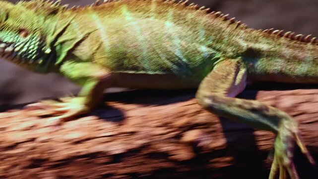 Green iguana lizard sitting on log close up