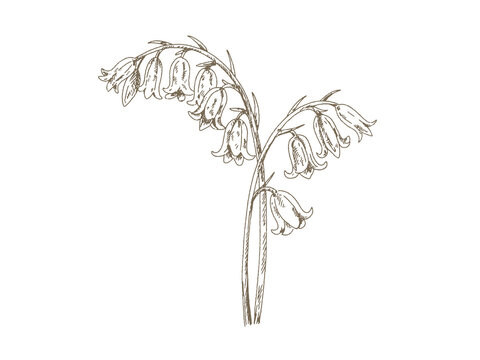 Vintage Bluebell