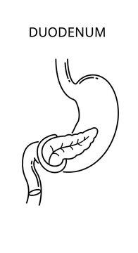 Anatomical diagram of human duodenum structure.