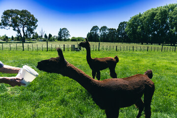 Brown Alpacas Grazing Pasture Near Feeding Bucket © Mikhail