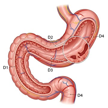 Human digestive system anatomy with labeled duodenum sections.