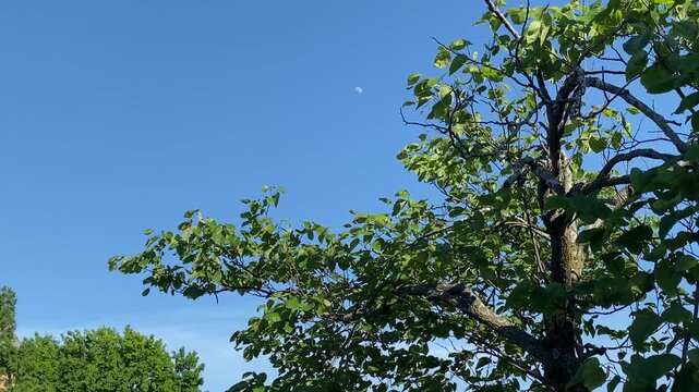 Wind in the trees and a waxing gibbous moon