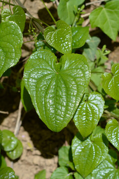 Close up view of glossy green heart shaped leaves of a black bryony climbing plant in the wild - latin name - Dioscorea communis