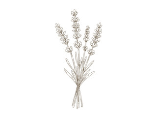 Fototapeta premium Vintage Lavender Bunch, Hand Drawn Engraving Style Botanical Illustration