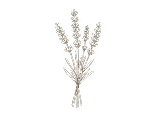 Fototapeta premium Vintage Lavender Bunch, Hand Drawn Engraving Style Botanical Illustration