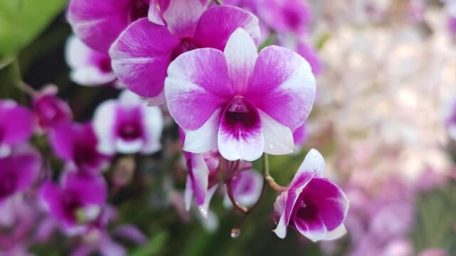 Beautiful pink orchid