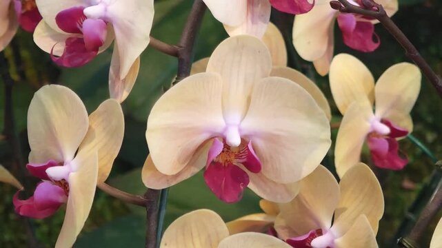 Yellow Phalaenopsis orchid