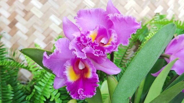orchid,flower,bloom,petal,stem,root,leaf,flora,tropical,exotic,botanical,garden,nursery,greenhouse,epiphyte,hybrid,cultivar,fragrant,delicate,elegant,vibrant,purple,pink,white,yellow,lavender,blossom,
