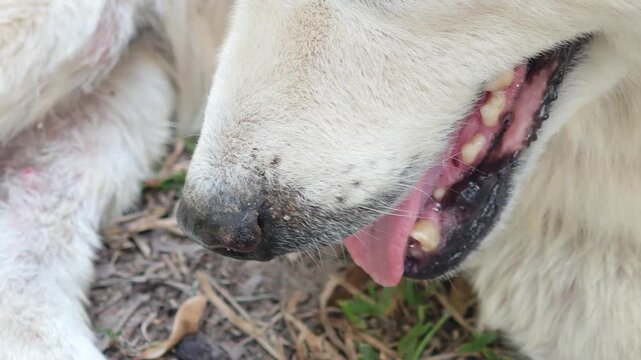 Teeth of an elderly dog
