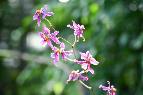 キルトキディウム・インターメッツォ「パッション」　Chrtocidium Intermezzo &lsquo;Passion&rsquo;
