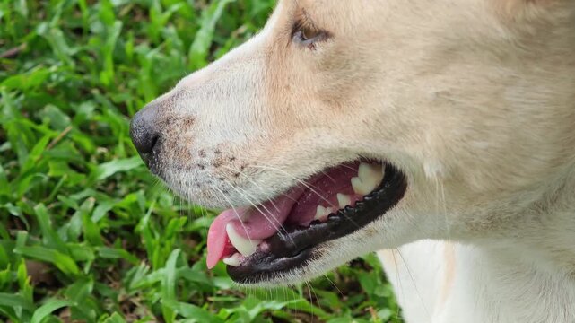 Growing puppies have strong teeth.