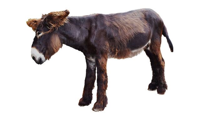 donkey png, donkey, pony, mule, male, Asinus